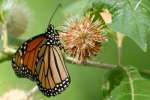 Monarch Butterfly