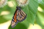 Monarch Butterfly