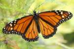 Monarch Butterfly