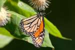 Monarch Butterfly