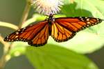 Monarch Butterfly