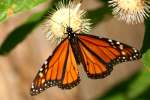 Monarch Butterfly