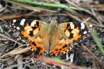 Painted Lady Butterfly