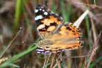 Painted Lady Butterfly