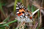 Painted Lady Butterfly