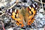 Painted Lady Butterfly