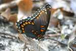 Red-spotted Purple Butterfly