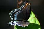 Red-spotted Purple Butterfly