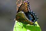 Red-spotted Purple Butterfly