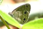 Carolina Satyr Butterfly