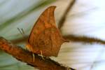 Goatweed Leafwing Butterfly