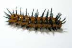 Gulf Fritillary Caterpillar