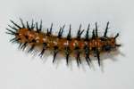 Gulf Fritillary Caterpillar