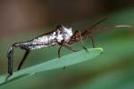 Leaf-footed Bug