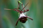 Leaf-footed Bug