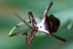 Leaf-footed Bug