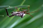 Leaf-footed Bug