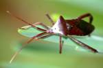 Leaf-footed Bug