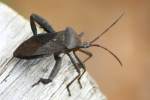 Leaf-footed Bug