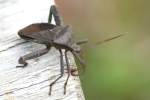 Leaf-footed Bug