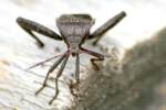 Leaf-footed Bug