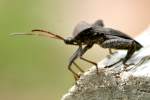 Leaf-footed Bug