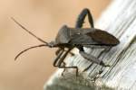 Leaf-footed Bug