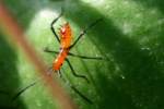 Leaf-footed Bug Nymph