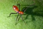 Leaf-footed Bug Nymph