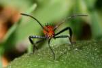 Leaf-footed Bug Nymph