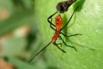 Leaf-footed Bug Nymph