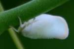 Planthopper