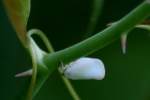 Planthopper