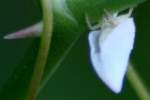 Planthopper