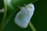 Planthopper