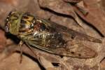 Cicada