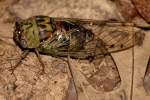 Cicada