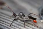 Wheel Bug