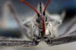 Wheel Bug