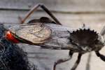 Wheel Bug