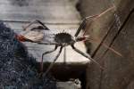 Wheel Bug