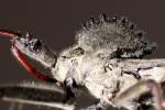 Wheel Bug