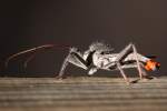 Wheel Bug