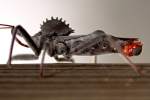 Wheel Bug