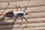 Wheel Bug