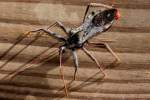 Wheel Bug