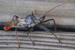 Wheel Bug