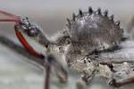 Wheel Bug