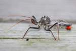 Wheel Bug