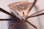 Leaf-footed Bug